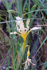Iris macrosiphon, photograph author not stated, no rights reserved