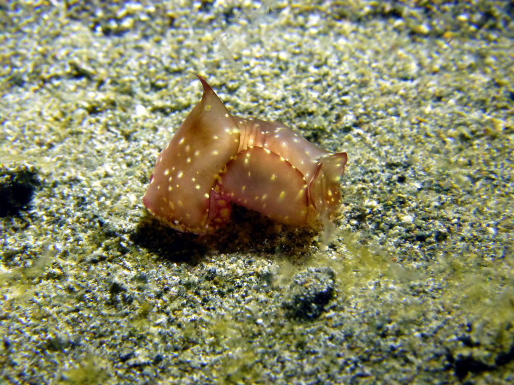 Philinopsis ctenophoraphaga