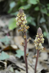 Orobanche hederae