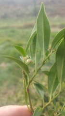 Sarcococca hookeriana