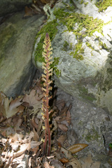 Orobanche hederae