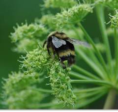 Bombus mckayi