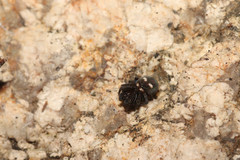 Titanoeca quadriguttata