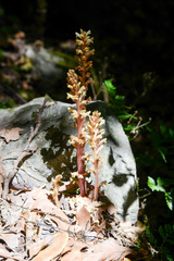 Orobanche hederae