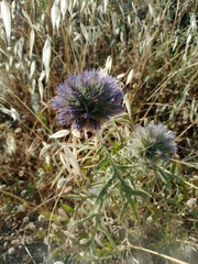 Echinops strigosus, photograph (c) Duarte Frade, some rights reserved (CC BY)