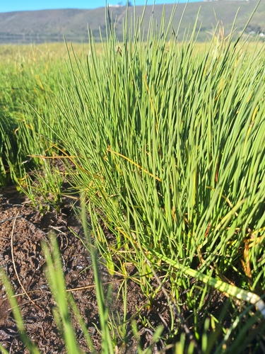 Triglochin bulbosa, photograph 2