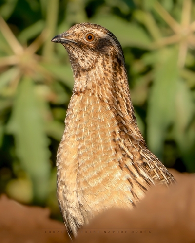 Common Quail