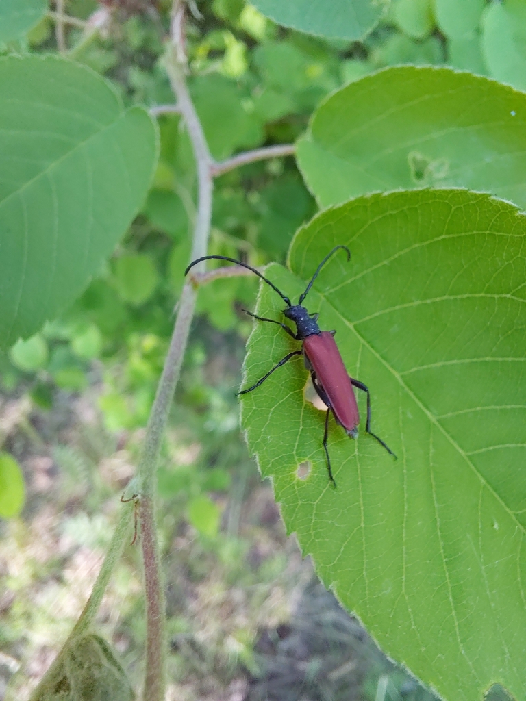Nivellia sanguinosa