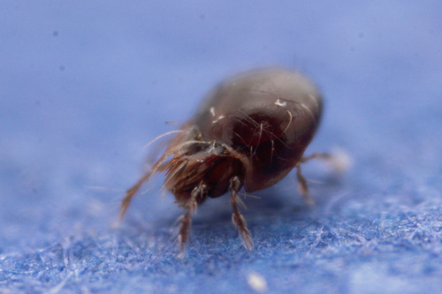 Oribatella quadricornuta
