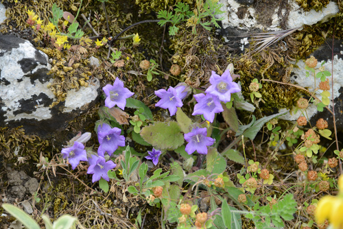 Campanula tubulosa, photograph 5