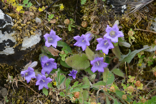 Campanula tubulosa, photograph 4
