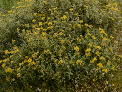 Phlomis fruticosa