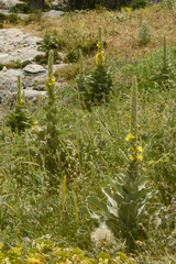 Verbascum macrurum