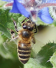 Apis mellifera