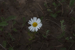 Tripleurospermum hookeri