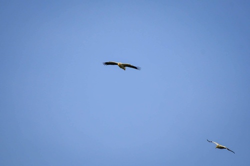 Egyptian Vulture