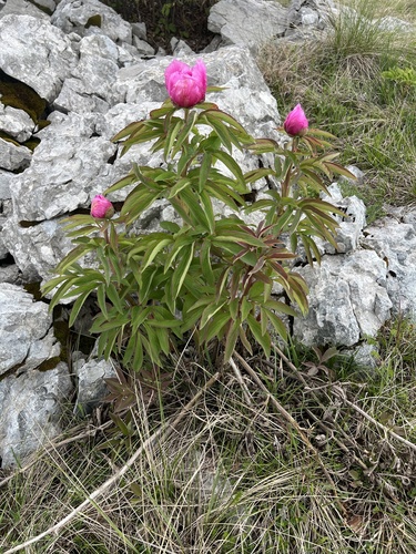 Paeonia arietina (Paeonia arietina)