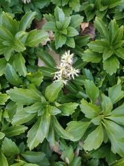Pachysandra