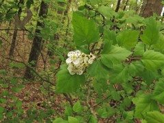 Crataegus ouachitensis