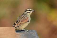 Emberiza capensis