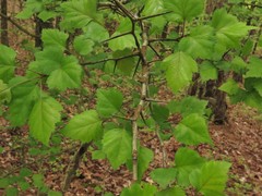 Crataegus ouachitensis