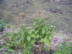 Nicotiana tomentosa