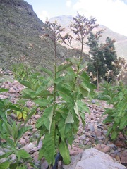 Nicotiana tomentosa