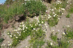 Tripleurospermum hookeri