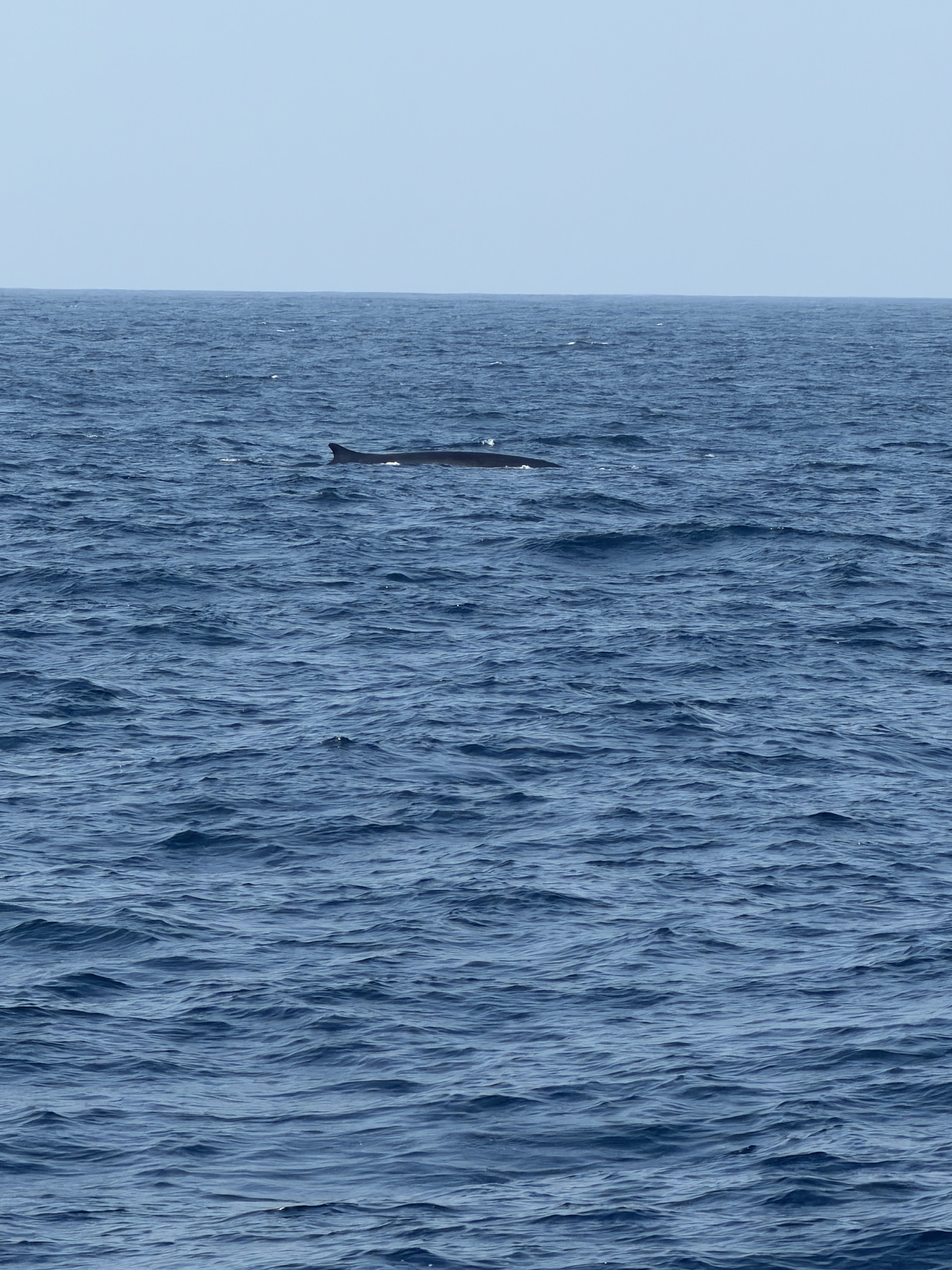 Balaenoptera physalus