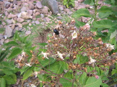 Nicotiana tomentosa