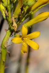 Tylecodon cacalioides