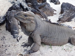 Cyclura stejnegeri