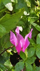 Cyclamen repandum, photograph author not stated, no rights reserved