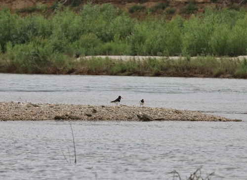 Eurasian Oystercatcher