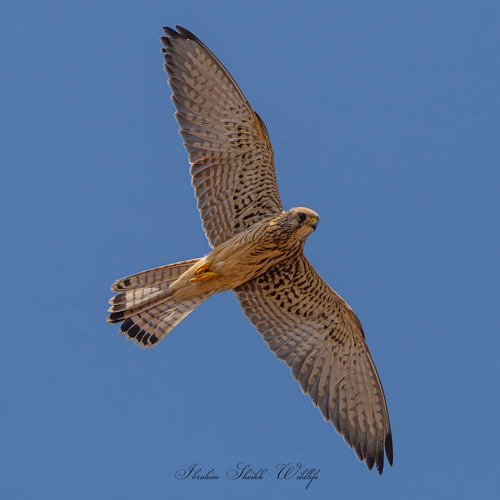 Lesser Kestrel