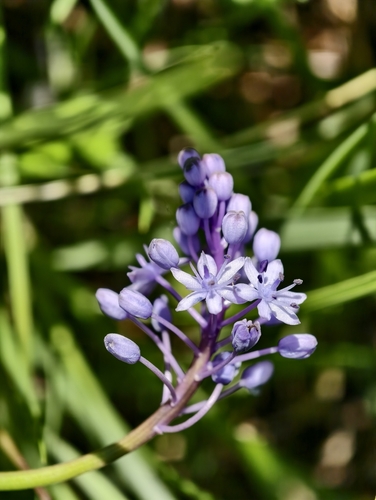Scilla litardierei