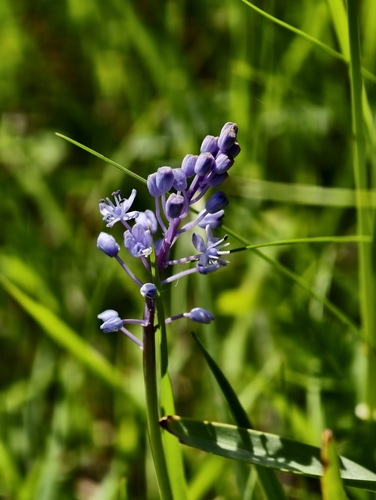 Scilla litardierei