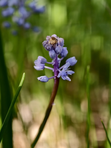 Scilla litardierei