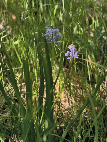 Scilla litardierei
