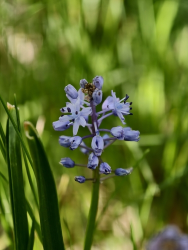 Scilla litardierei