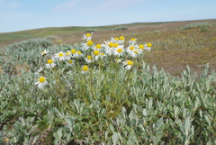 Tripleurospermum hookeri