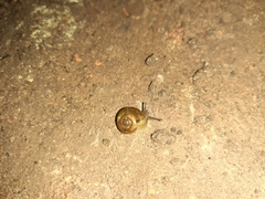 Gastropoda