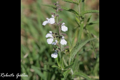 Salvia nervosa