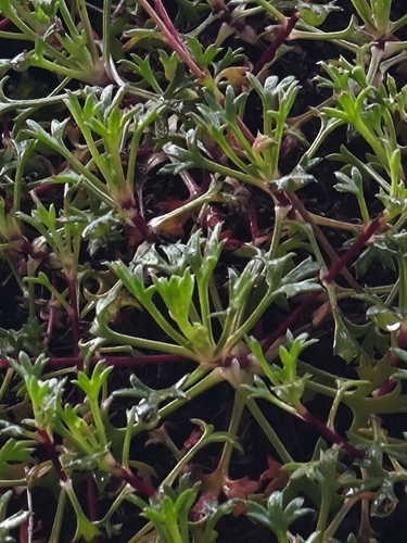 Saxifraga trifurcata, photograph 4