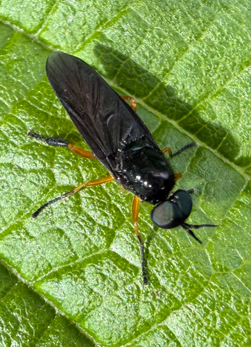 Scarce Orange Legionnaire
