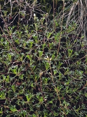 Saxifraga trifurcata, photograph (c) Jose Castro, some rights reserved (CC BY)