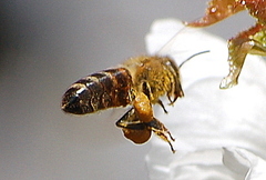 Apis mellifera