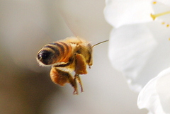 Apis mellifera