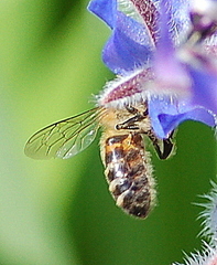 Apis mellifera