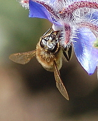 Apis mellifera